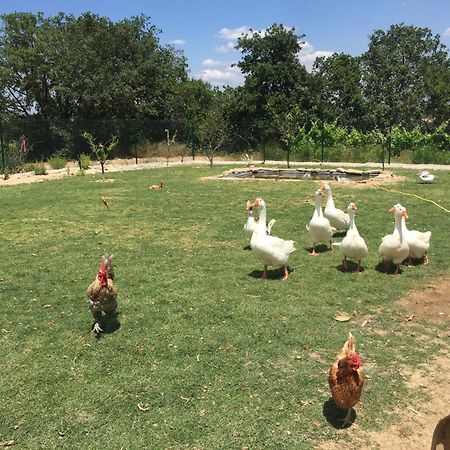 Masia Can Canyes & Spa San Lorenzo de Hortóns Dış mekan fotoğraf