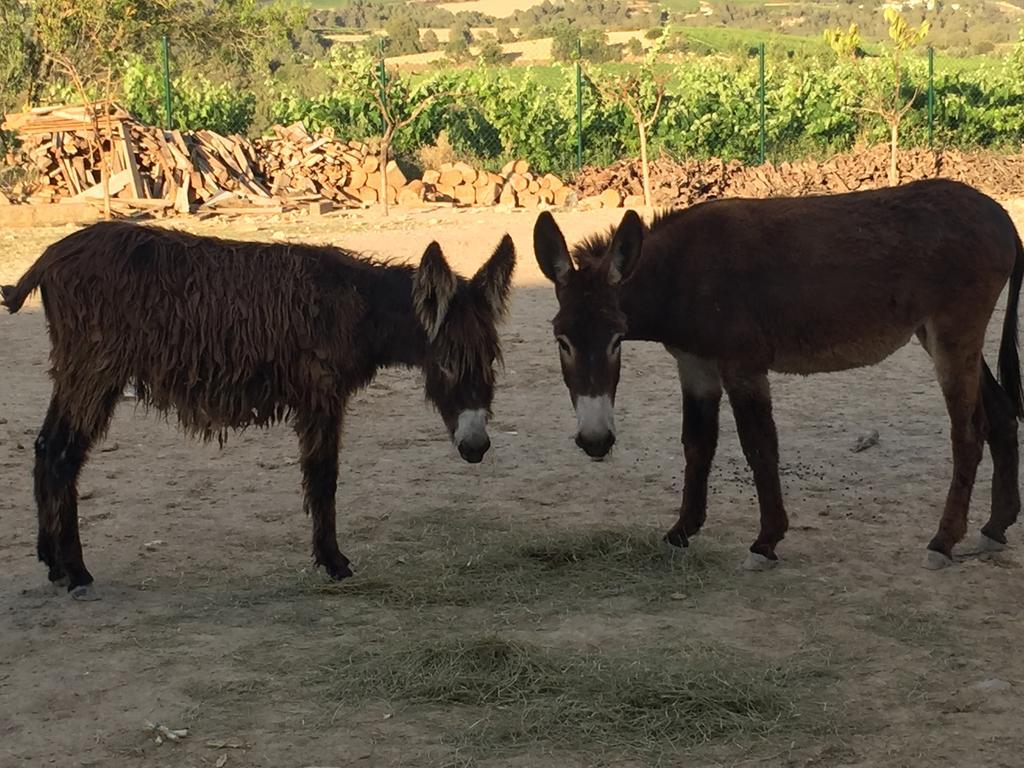 Masia Can Canyes & Spa San Lorenzo de Hortóns Dış mekan fotoğraf