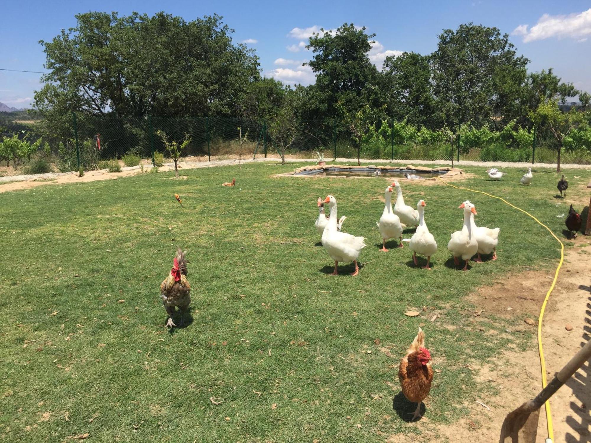 Masia Can Canyes & Spa San Lorenzo de Hortóns Dış mekan fotoğraf